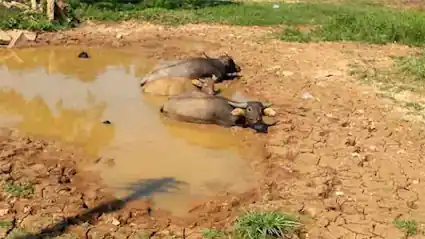 Bœufs au repos aprés le travail dans les champs