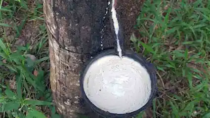 Le latex s’écoule lentement de l’hévéa