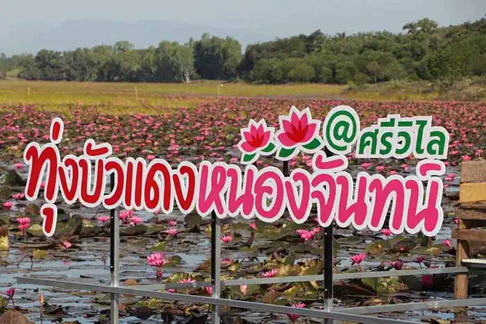 Les lotus rouges de Ban Nong Chan