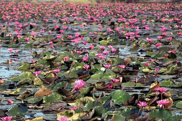 Les lotus rouges de Ban Nong Chan