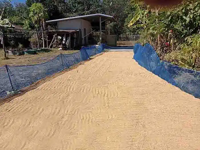 La récolte du riz, d’hier à aujourd’hui